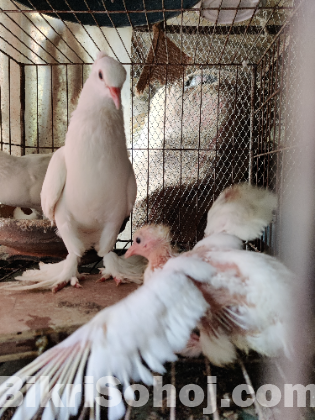 Arabian koka Pigeon